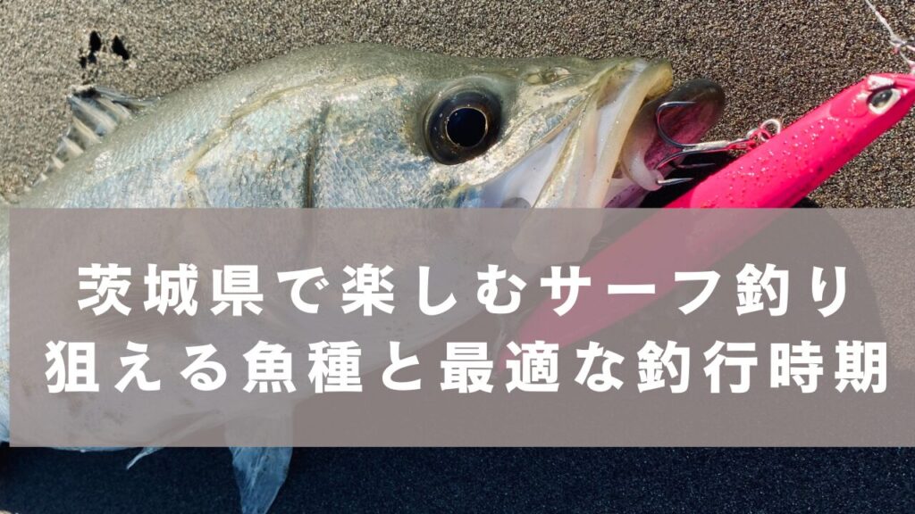 茨城県で楽しむサーフ釣り：狙える魚種と最適な釣行時期
