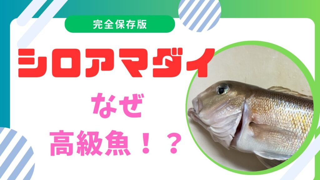 白甘鯛がなぜ高い？50センチサイズの値段とその魅力を徹底解説