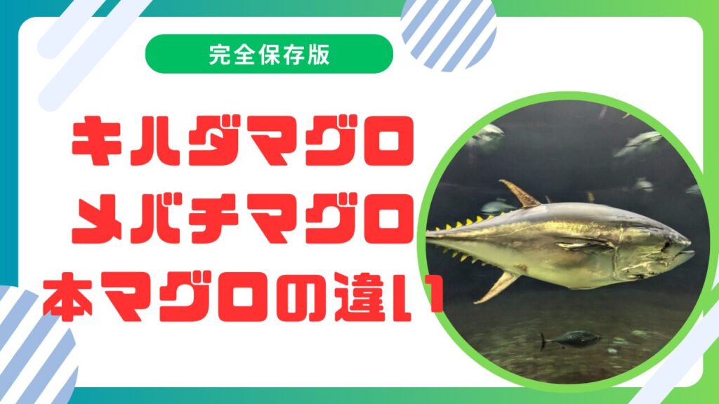 キハダマグロ・メバチマグロ・本マグロの違いを徹底解説！種類と特徴まとめ